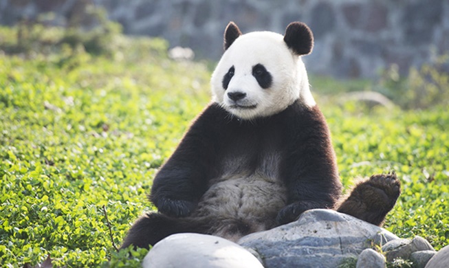 Première naissance d’un panda géant en Corée