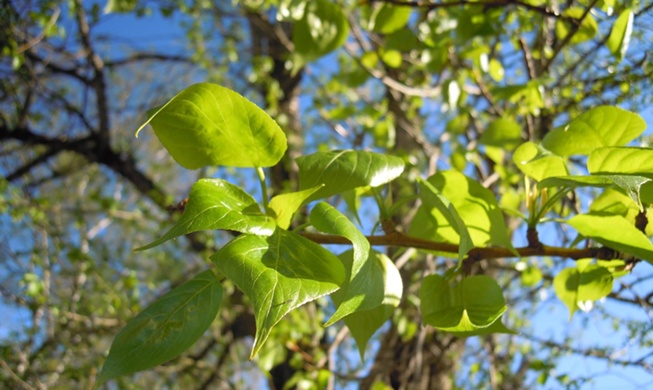 Une équipe de chercheurs coréens met au point un thermostat inspiré des feuilles de peuplier 