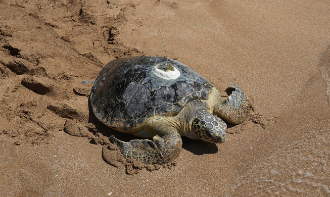 À Jeju, treize tortues marines retrouvent l'océan