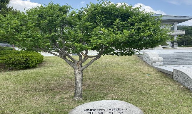 Cheong Wa Dae propose une visite guidée des arbres plantés par les anciens présidents