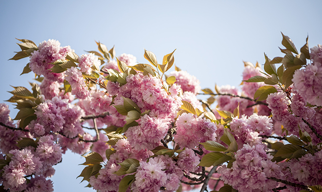 En image : les fleurs de printemps dans les parcs nationaux coréens