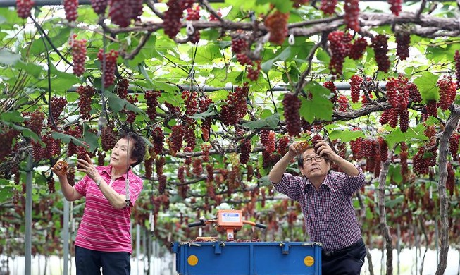 Première cargaison de raisins Delaware