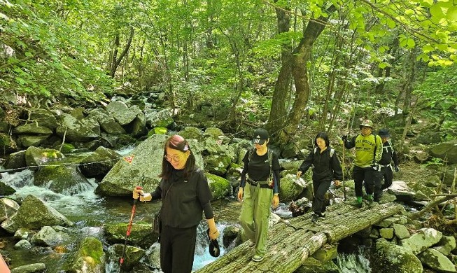 Quatre idées de balades en forêt pour passer l'été au frais