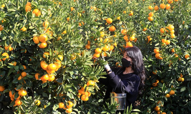 Retour de la saison des mandarines sur l'île de Jeju