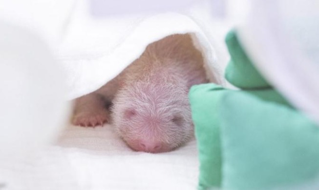 Un quatrième bébé panda géant voit le jour en Corée