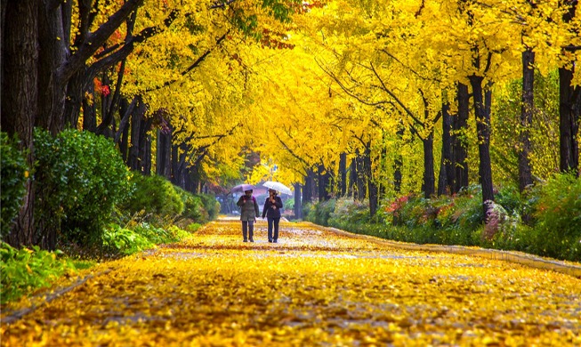 Où voir les meilleurs paysages de l’automne coréen ?