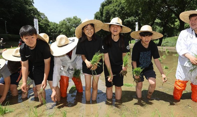 Atelier de repiquage du riz