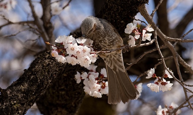 Floraison des cerisiers en Corée : les prévisions pour 2024