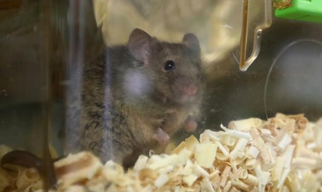 La Corée publie un guide pour des protocoles d’expérimentation animale plus éthiques