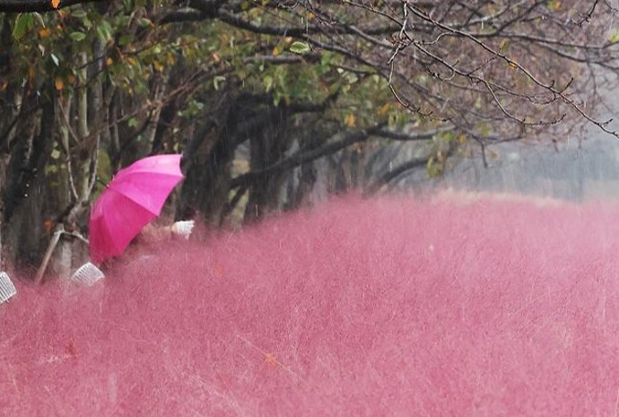 Pluie d'automne et muhly rose