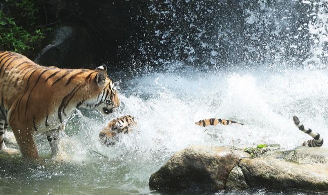 Deux tigres dans l'eau