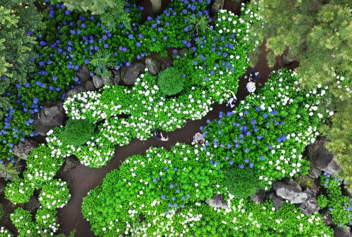 Hortensias de Jeju