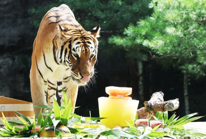 Tigre sous la chaleur