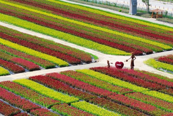 Champ de fleurs