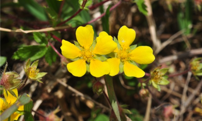 Plus de 62 600 espèces animales et végétales ont été recensées en Corée en 2025