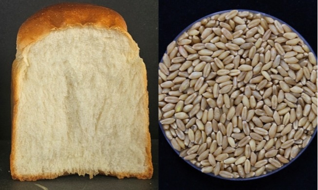 Agriculture : la Corée développe une nouvelle variété de blé destinée à la boulangerie