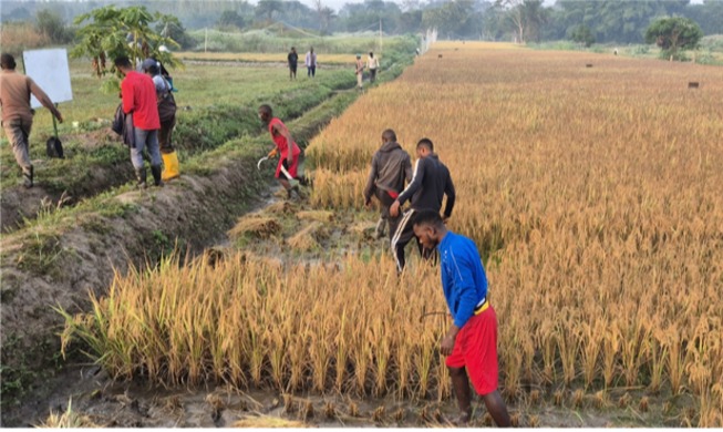 K-Ricebelt : plus de 12 000 tonnes de riz récoltées dans sept pays africains sur trois ans