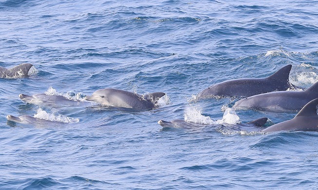 Les dauphins sautent hors de l'eau