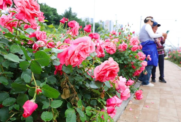 Roses de printemps
