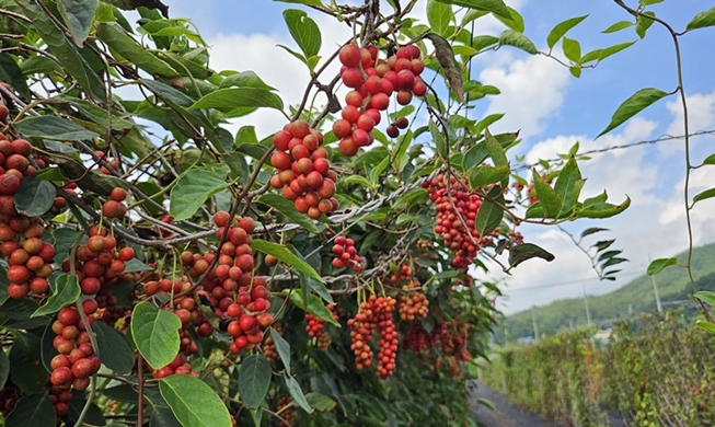 À Mungyeong, découvrez tous les secrets de l'omija, la baie aux cinq saveurs