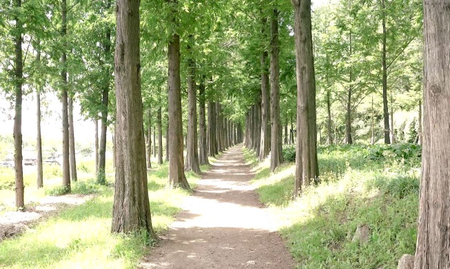 Marcher, courir, rouler à Séoul # 2 : faire du jogging sur l'île de Nodeul et au parc Haneul