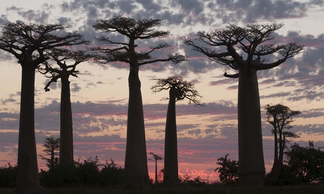 La Corée du Sud protège les baobabs et les lémuriens de Madagascar