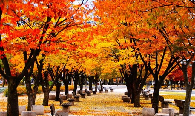 Séoul dévoile ses meilleures promenades sous les feuilles de l’automne