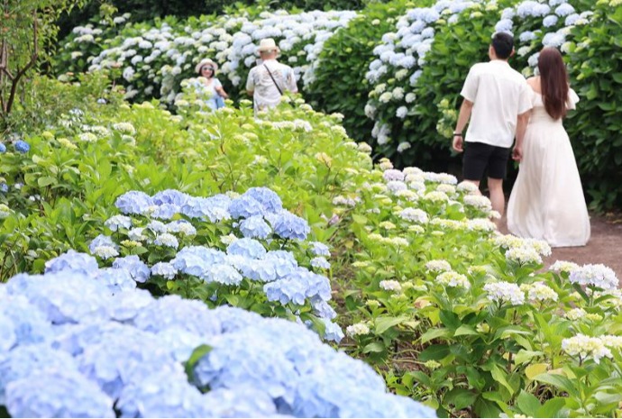 Hortensias en fleurs