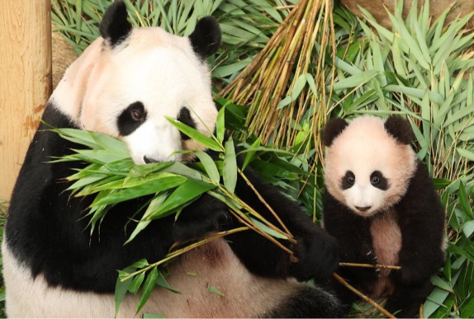 Shubao et Aibao