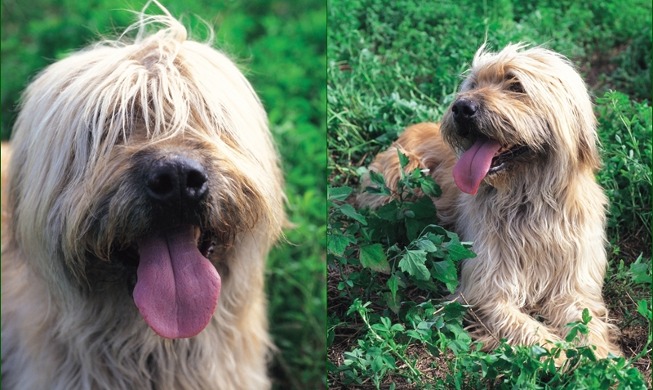 Voici trois célèbres races de chiens indigènes de Corée dans la collection des timbres