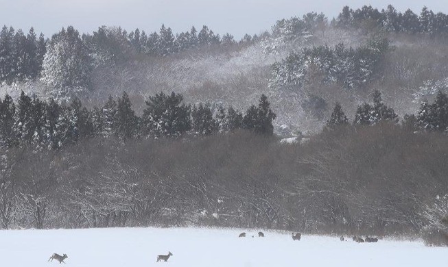 Des chevreuils sur l'île de Jeju