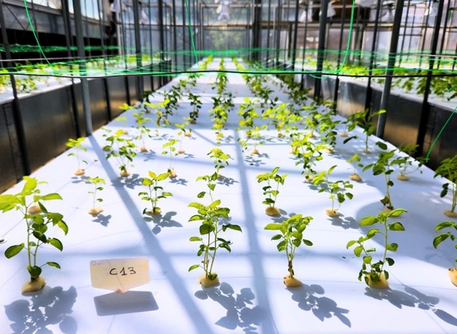 Le savoir-faire coréen au cœur de la terre algérienne : visite du projet KOICA d’amélioration des semences de pommes de terre à Tiaret