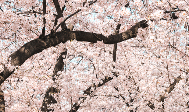 Yeongdeungpo Yeouido Spring Flower Festival