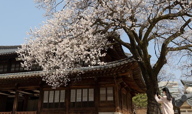 Le printemps au Palais Deoksugung plein de fleurs d'abricots