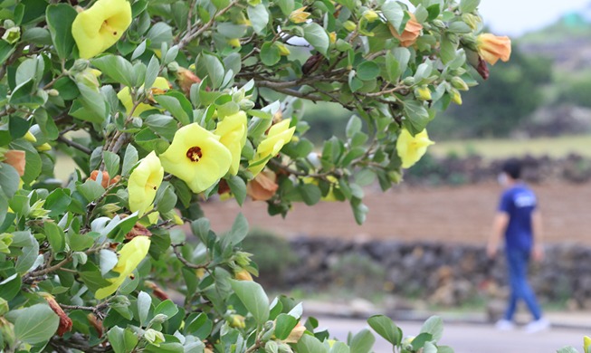 Image du jour : une fleur en voie de disparition fleurit sur l'île de Jeju