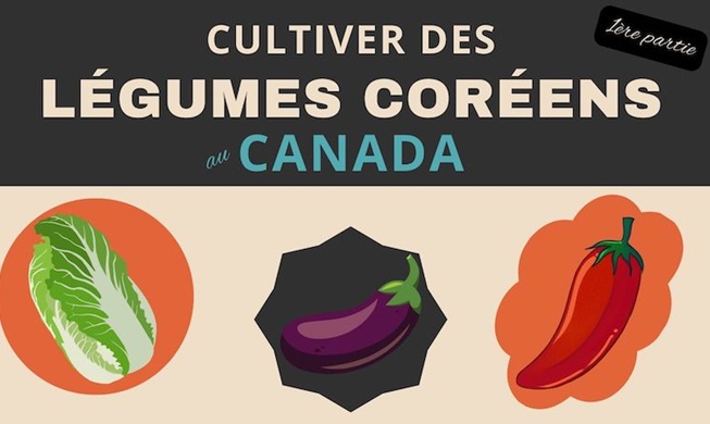 Cultiver des légumes coréens au Canada - première partie