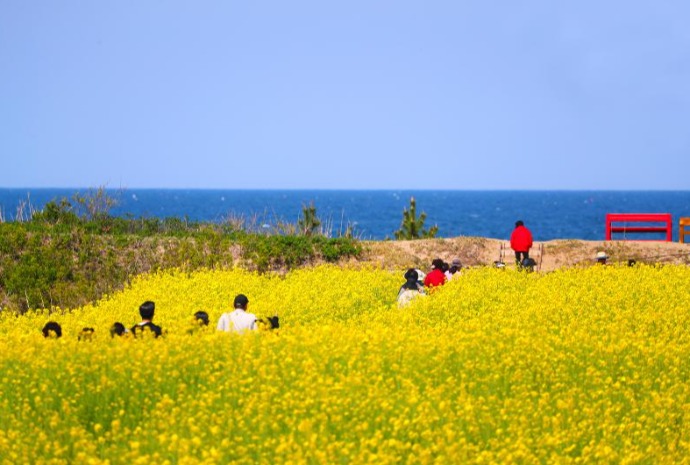 Fleurs de colza