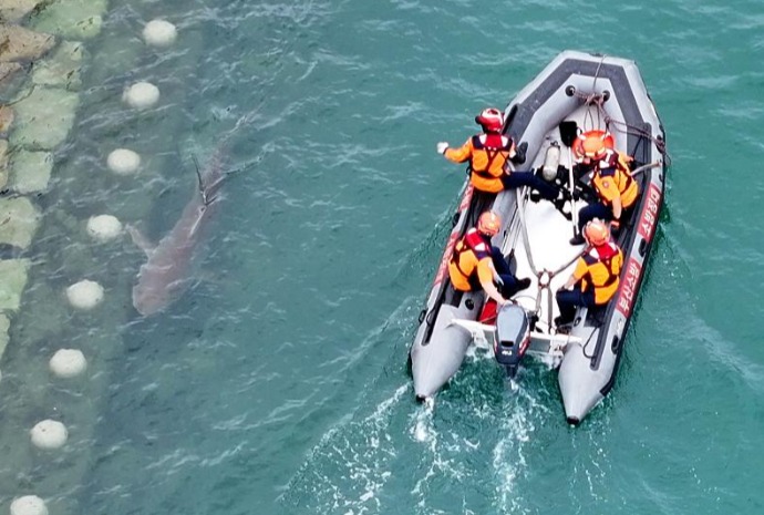 Un requin au port de Busan