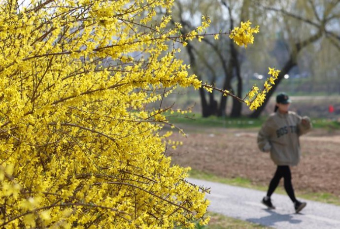 Balade près des forsythias