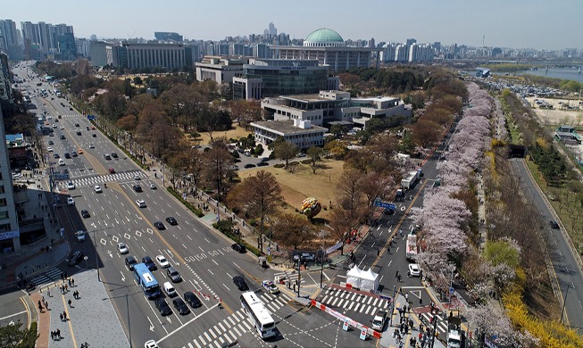 Des cerisiers en pleine floraison à Yeouido