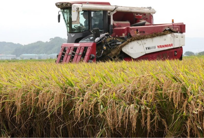 Premières récoltes du riz