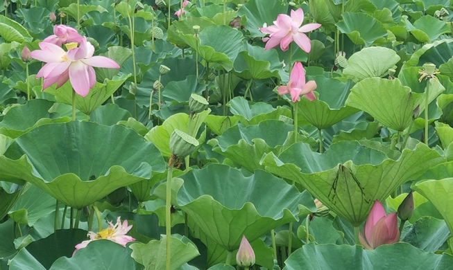 Une journée au festival des lotus de Buyeo