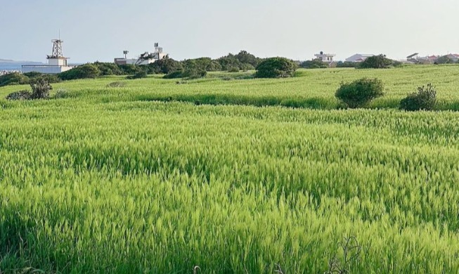 Gapado Green Barley Festival
