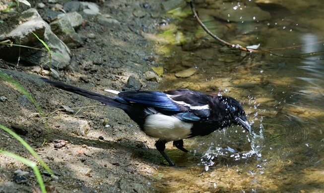 En images : Eté bucolique au cœur de Séoul