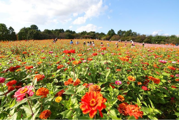 2025 Dream Park Chrysanthemum Festival