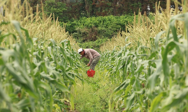 Un programme d’IA pour prévoir la date optimale de récolte des semences de riz