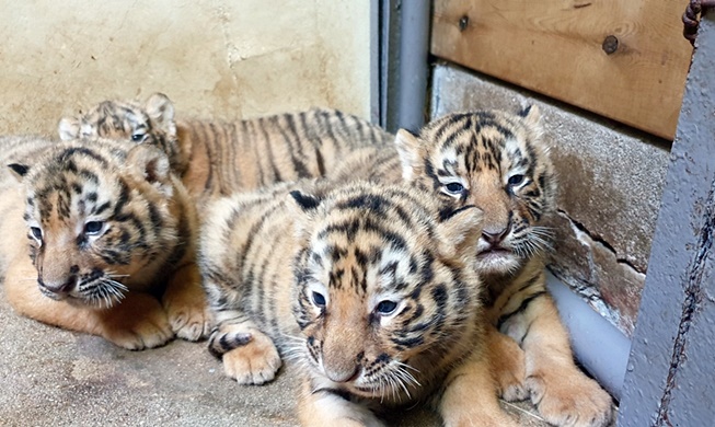 Cinq petits nés dans une famille de tigres coréens menacés d'extinction