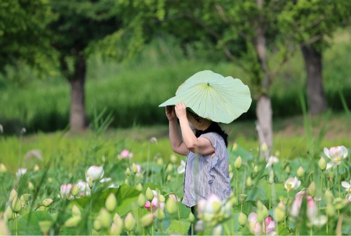 Casquette ou feuille de lotus ?