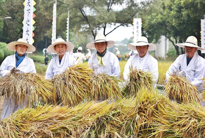 Récolte de riz traditionnelle