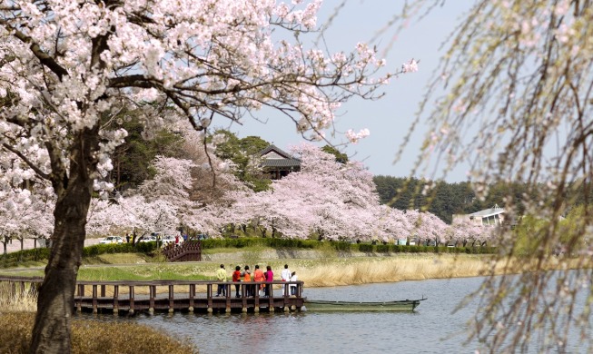Gyeongpo Cherry Blossom Festival